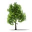 Trees 3D Models Collection Mental Ray