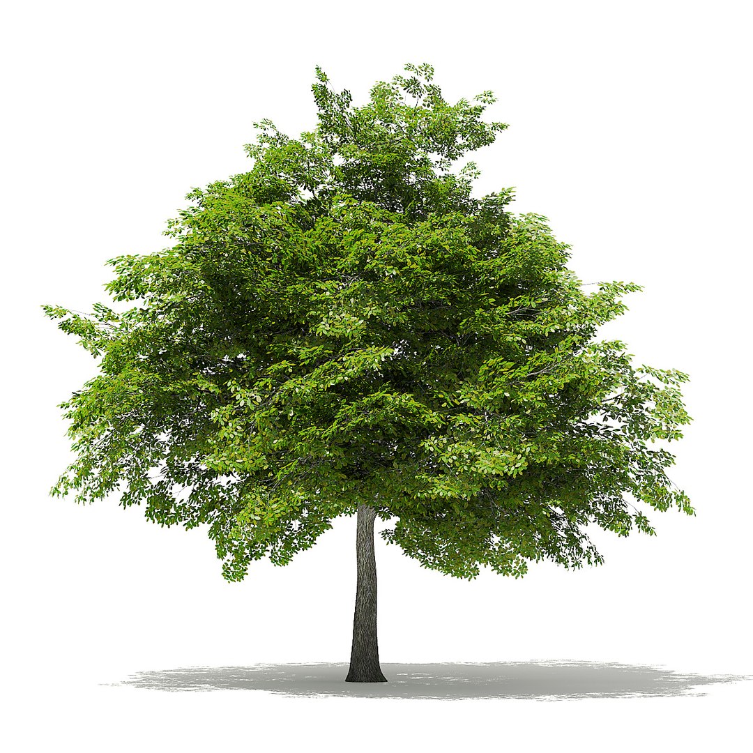 trees deciduous american model https://p.turbosquid.com/ts-thumb/IJ/mVfVp6/yqjThKyy/cgaxis_models_109_1200/jpg/1552595688/1920x1080/fit_q87/c2d1c78d56beef58f1ed3cdc0bd68372dc7fa1e1/cgaxis_models_109_1200.jpg