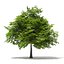 Trees 3D Models Collection Mental Ray