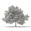 Trees 3D Models Collection Mental Ray