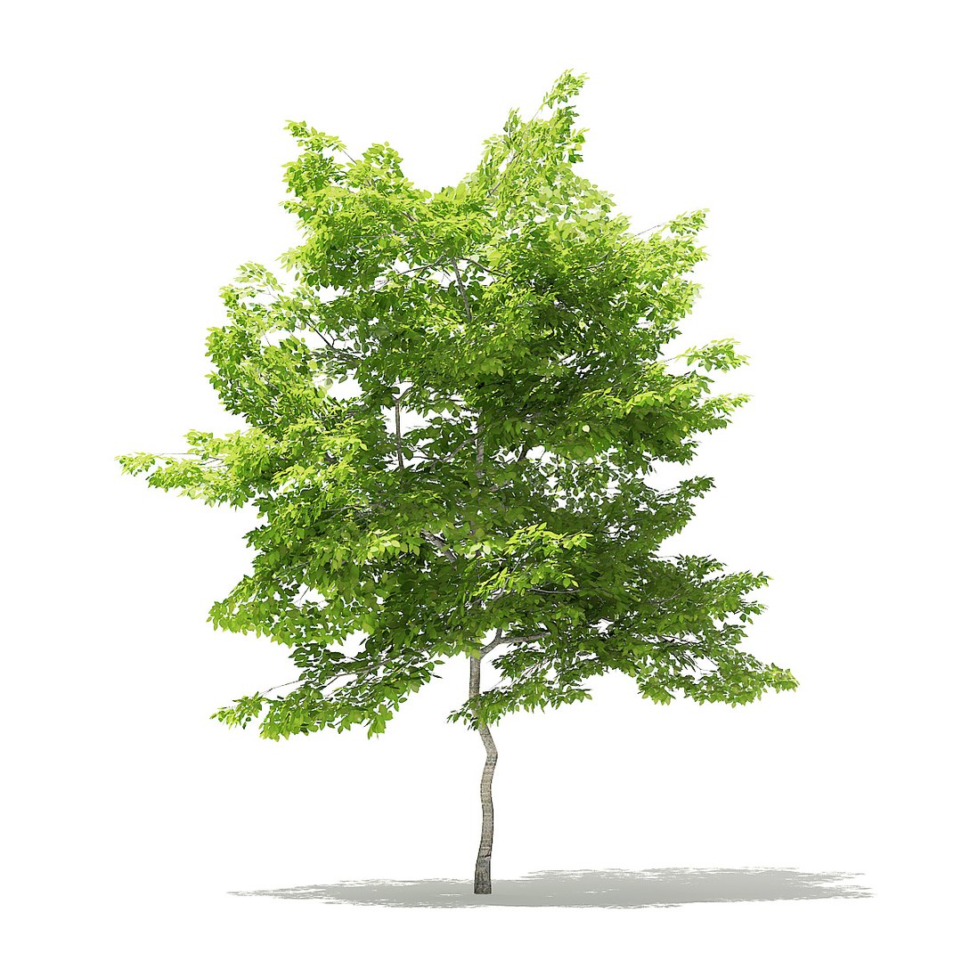 trees deciduous american model https://p.turbosquid.com/ts-thumb/IJ/mVfVp6/z9Vv6jJ5/cgaxis_models_109_1000/jpg/1552595688/1920x1080/fit_q87/fba19180fdb2bb0e14f583dfb6f0dcf8d8b136f0/cgaxis_models_109_1000.jpg