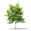 Trees 3D Models Collection Mental Ray