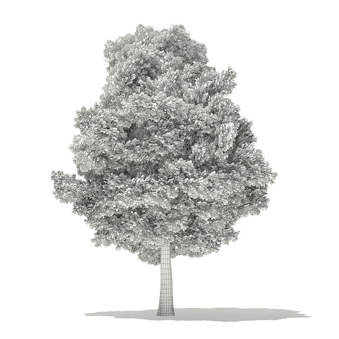trees deciduous american model https://p.turbosquid.com/ts-thumb/IJ/mVfVp6/zPugTkJO/cgaxis_models_109_3800grid/jpg/1552595691/1920x1080/fit_q87/ffe539b2674072b60104add4689baee34fd8a0d4/cgaxis_models_109_3800grid.jpg