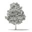 Trees 3D Models Collection Mental Ray