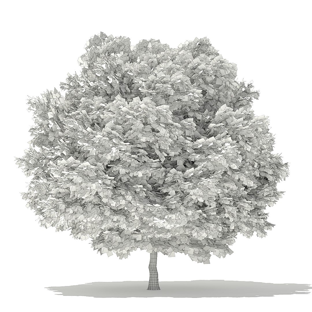 trees deciduous american model https://p.turbosquid.com/ts-thumb/IJ/mVfVp6/zxjTwbIY/cgaxis_models_109_3500grid/jpg/1552595691/1920x1080/fit_q87/ef2551a97ec37868a0c3725dcd6c60c97e814c90/cgaxis_models_109_3500grid.jpg