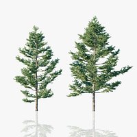 Japanese White Larch Trees