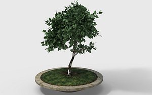 Small Tree in Marble Pot