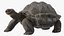 Giant Black Tortoise Walk Pose 3D