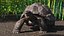 Giant Black Tortoise Walk Pose 3D