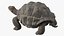Giant Black Tortoise Walk Pose 3D