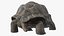 Giant Black Tortoise Walk Pose 3D