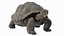 Giant Black Tortoise Walk Pose 3D