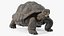 Giant Black Tortoise Walk Pose 3D