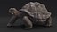 Giant Black Tortoise Walk Pose 3D