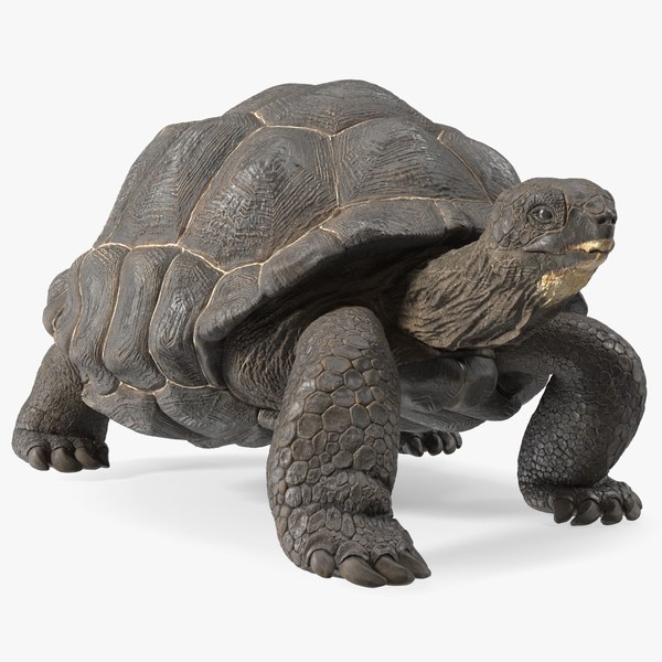 Giant Black Tortoise Walk Pose 3D