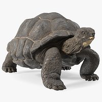 Giant Black Tortoise Walk Pose