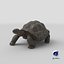 Giant Black Tortoise Walk Pose 3D