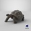 Giant Black Tortoise Walk Pose 3D