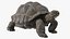 Giant Black Tortoise Walk Pose 3D