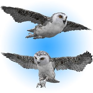 Snowy White Owl Animated