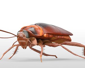 Cockroach Rigged