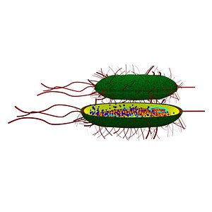 procaryotic classical bacteria 3d model