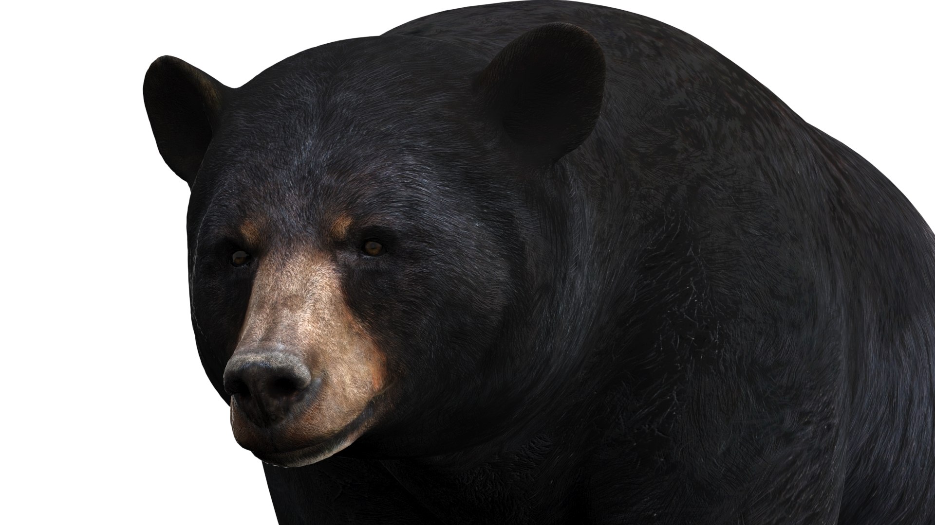 3D model Animated Bear Family 3D Bundle — Black Bear and Sloth Bear https://p.turbosquid.com/ts-thumb/IK/CXrRGt/Mx/black_bear_animated09/jpg/1760702821/1920x1080/fit_q87/e177e8853c239f825755b900eebc4a61cc1270f7/black_bear_animated09.jpg