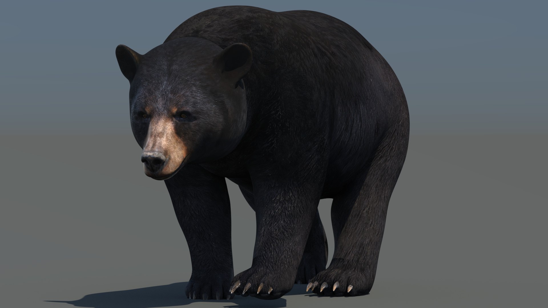 3D model Animated Bear Family 3D Bundle — Black Bear and Sloth Bear https://p.turbosquid.com/ts-thumb/IK/CXrRGt/PZ/black_bear_animated02_/jpg/1760702818/1920x1080/fit_q87/b4a4060077fad6cbbdf2f228cfc73d2f7bb0401c/black_bear_animated02_.jpg