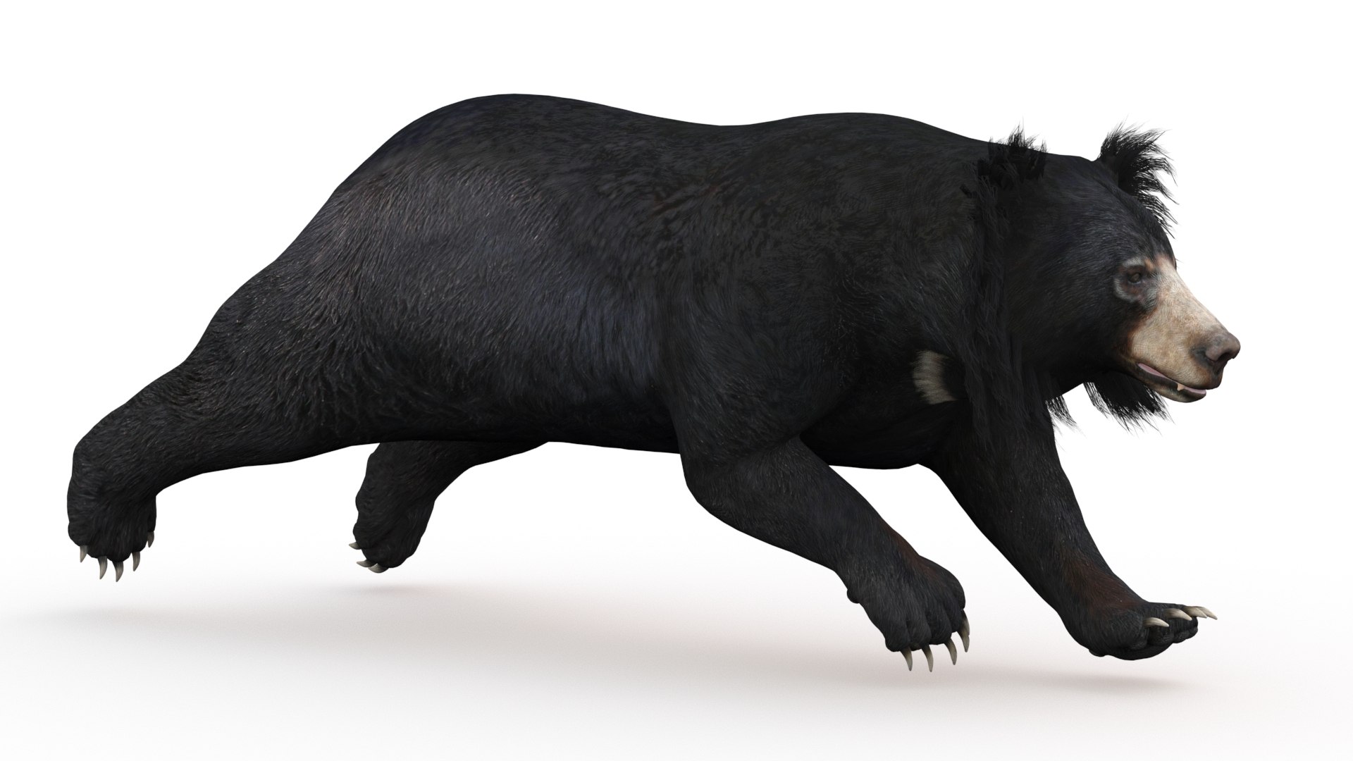 3D model Animated Bear Family 3D Bundle — Black Bear and Sloth Bear https://p.turbosquid.com/ts-thumb/IK/CXrRGt/Z5/slothbear3dmodelanimated04/jpg/1760702824/1920x1080/fit_q87/9832314e351aa0ef8a4784ab0eecdca48af0f5d8/slothbear3dmodelanimated04.jpg