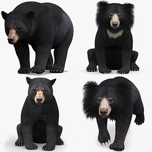 3D model Animated Bear Family 3D Bundle &mdash; Black Bear and Sloth Bear