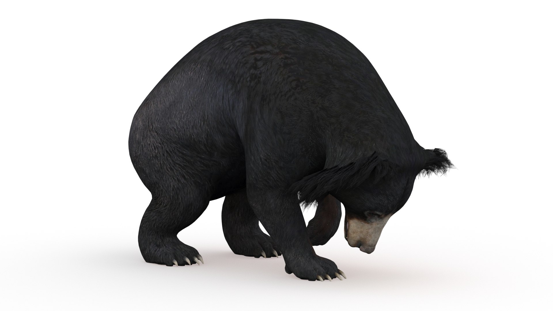 3D model Animated Bear Family 3D Bundle — Black Bear and Sloth Bear https://p.turbosquid.com/ts-thumb/IK/CXrRGt/hu/slothbear3dmodelanimated06/jpg/1760702825/1920x1080/fit_q87/4192f8d4e764bf08206d023563c50ca036fde1b8/slothbear3dmodelanimated06.jpg