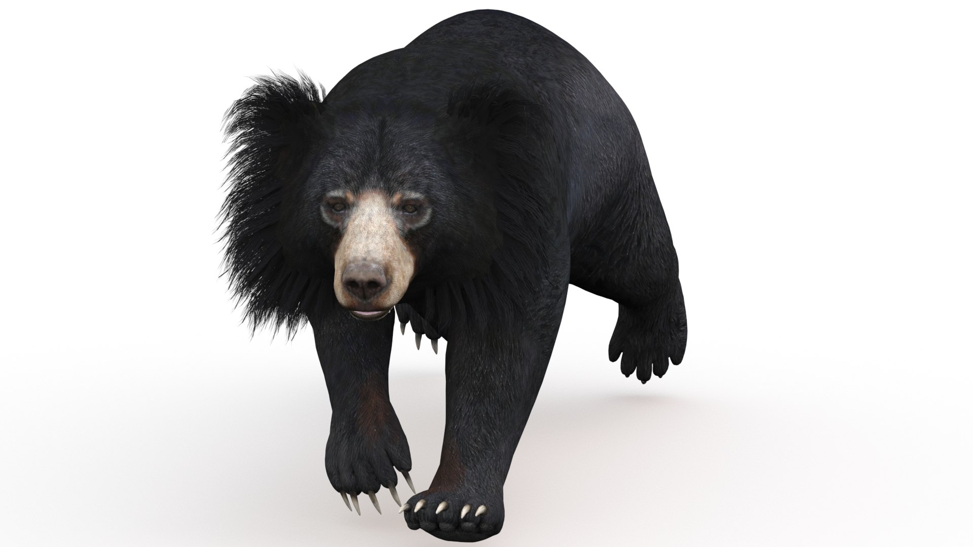 3D model Animated Bear Family 3D Bundle — Black Bear and Sloth Bear https://p.turbosquid.com/ts-thumb/IK/CXrRGt/yR/slothbear3dmodelanimated01/jpg/1760702823/1920x1080/fit_q87/09061052a99a9070ceaffa8f1b10d004c5aadd24/slothbear3dmodelanimated01.jpg