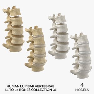 Human Lumbar Vertebrae L1 to L5 Bones Collection 01 - 4 models
