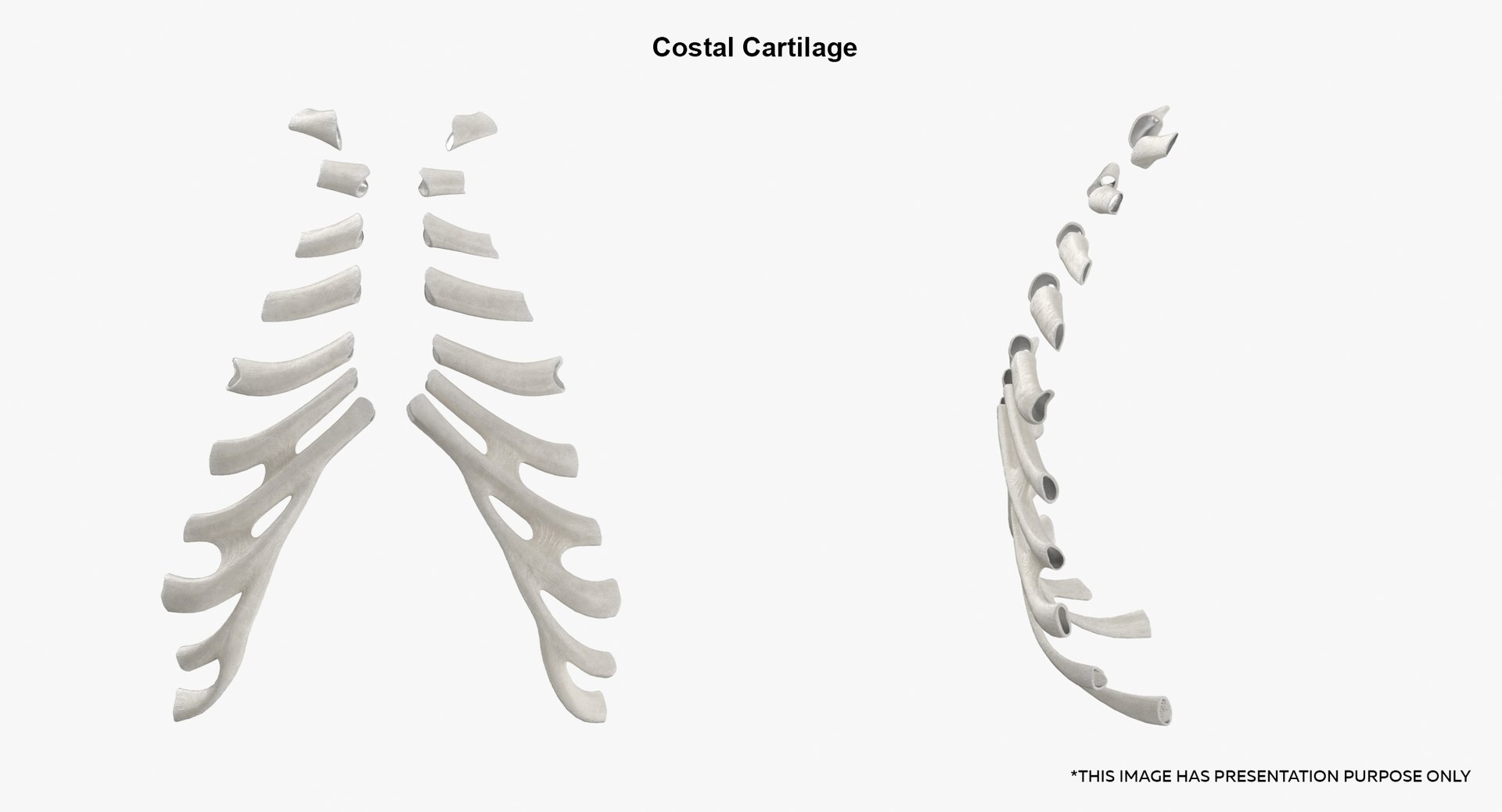 Human Rib Cages Spines Male Skulls Clavicles And Scapula Bones ...