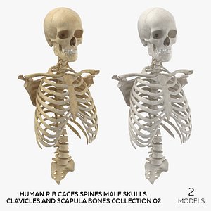 Human Rib Cages Spines Male Skulls Clavicles and Scapula Bones Collection 02 - 2 models 3D model