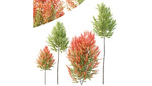 HQ Plants Acer X freemanii Freeman Maple Sapindaceae Set02 3D