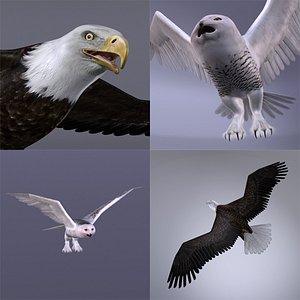 Bald Eagle Head - Buy Royalty Free 3D model by Hong Nguyen