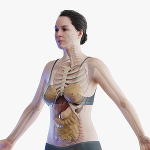 Human Female Body Skeleton and Organs