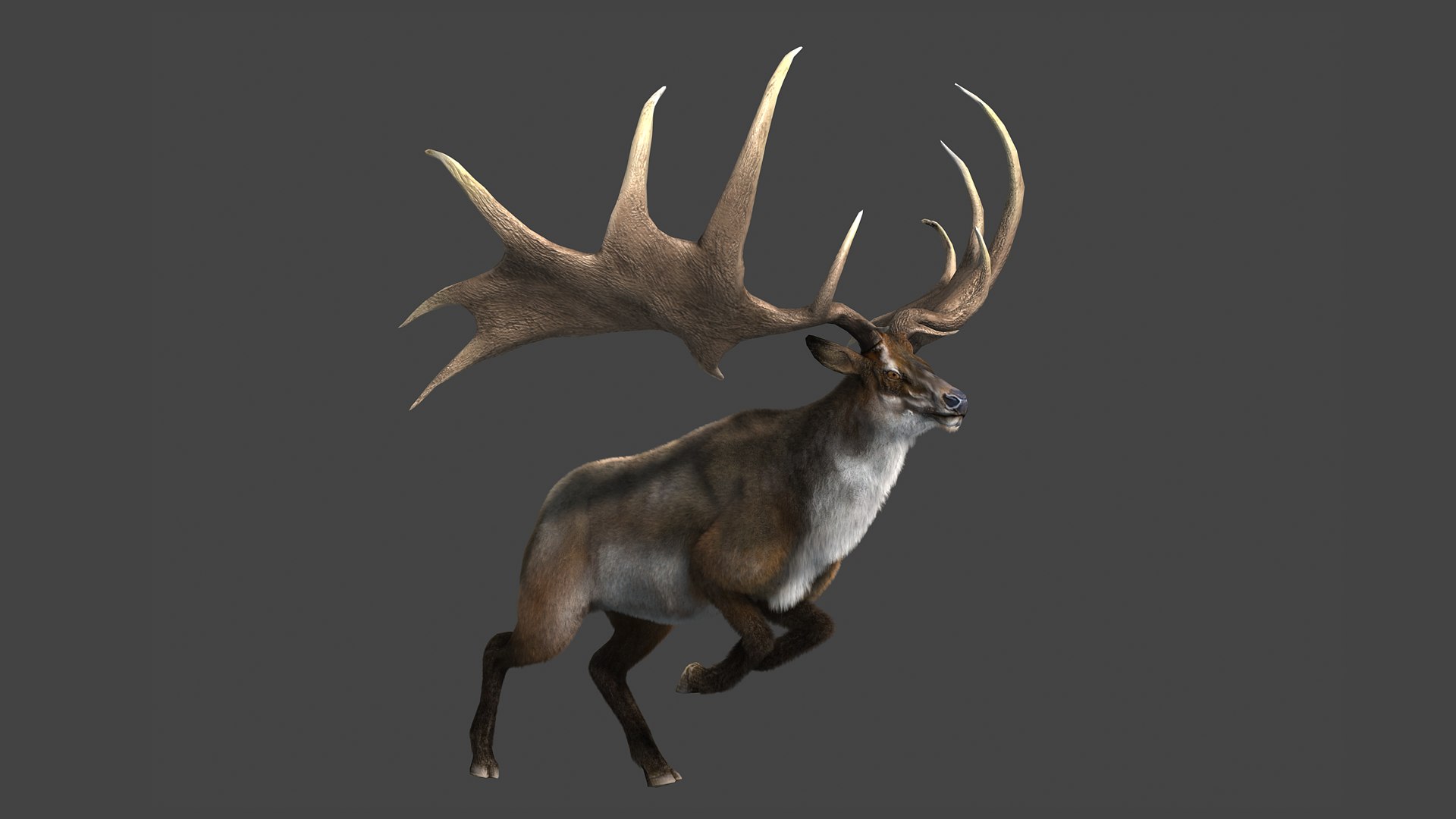 メガロセロスエルク鹿ムース3Dモデル - TurboSquid 1840767