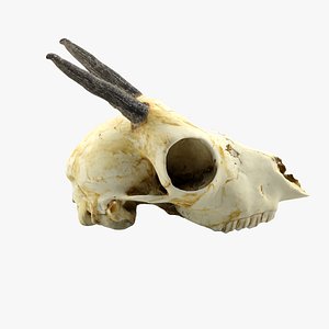 gazelle skull 3ds