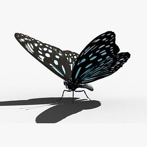 Butterfly Blue Tiger model