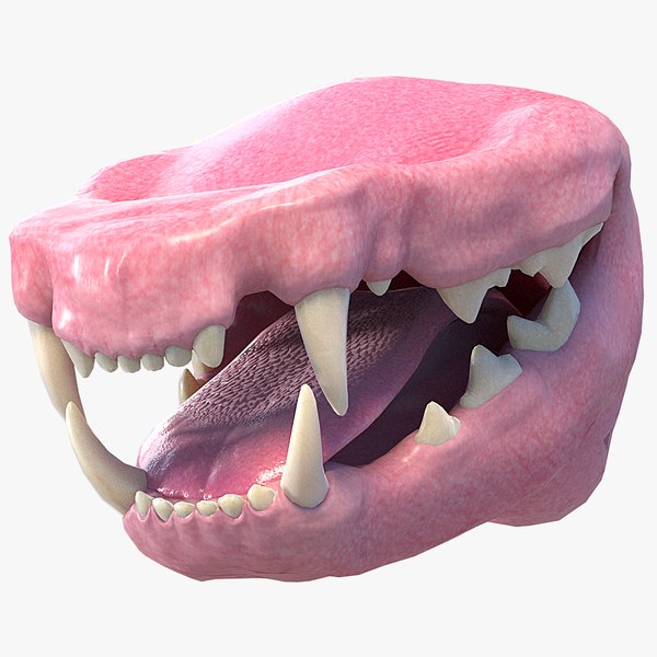 3D realistic cat mouth model TurboSquid 1437282