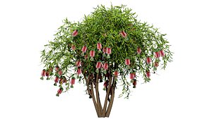 Australian Bottlebrush Trees 3D model