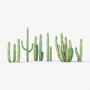 3D Senita Cactus