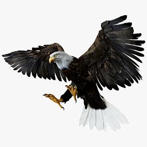 American Eagle Fur Animated Rigged 3D 3D model