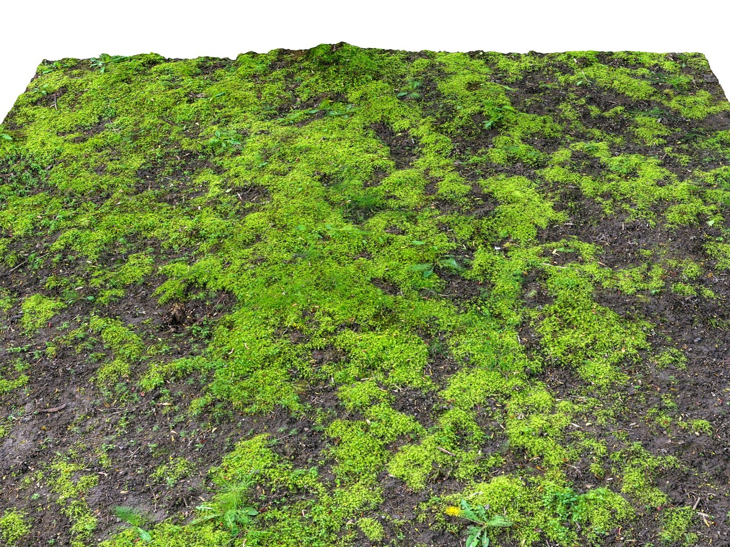 3d Model Forest Ground 16k Hd