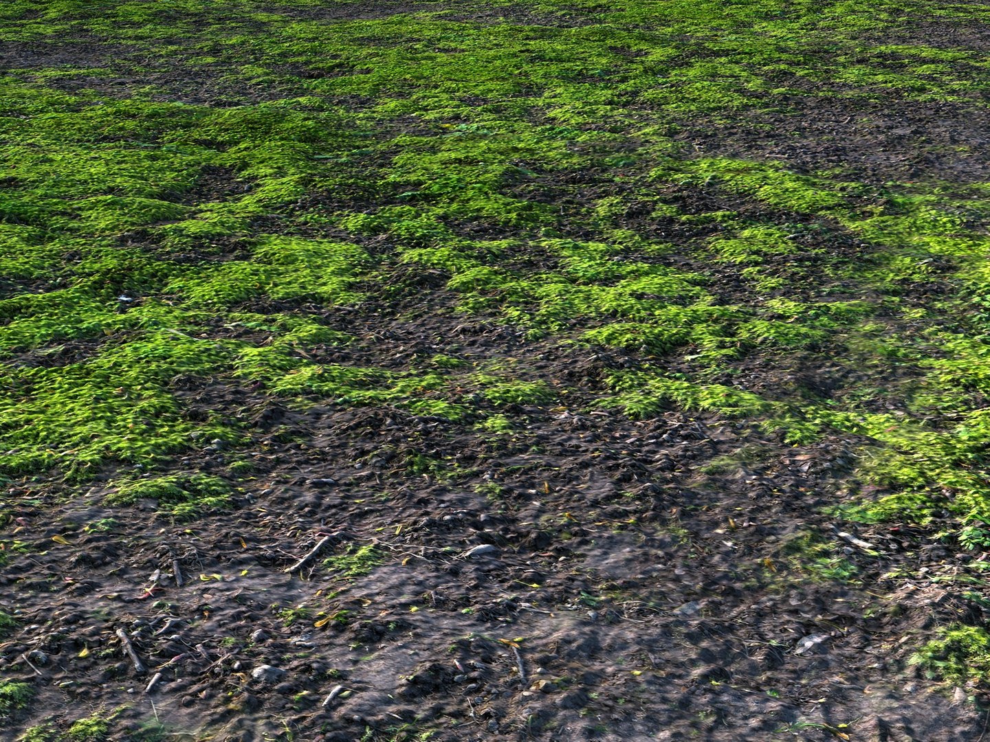 3d Model Forest Ground 16k Hd
