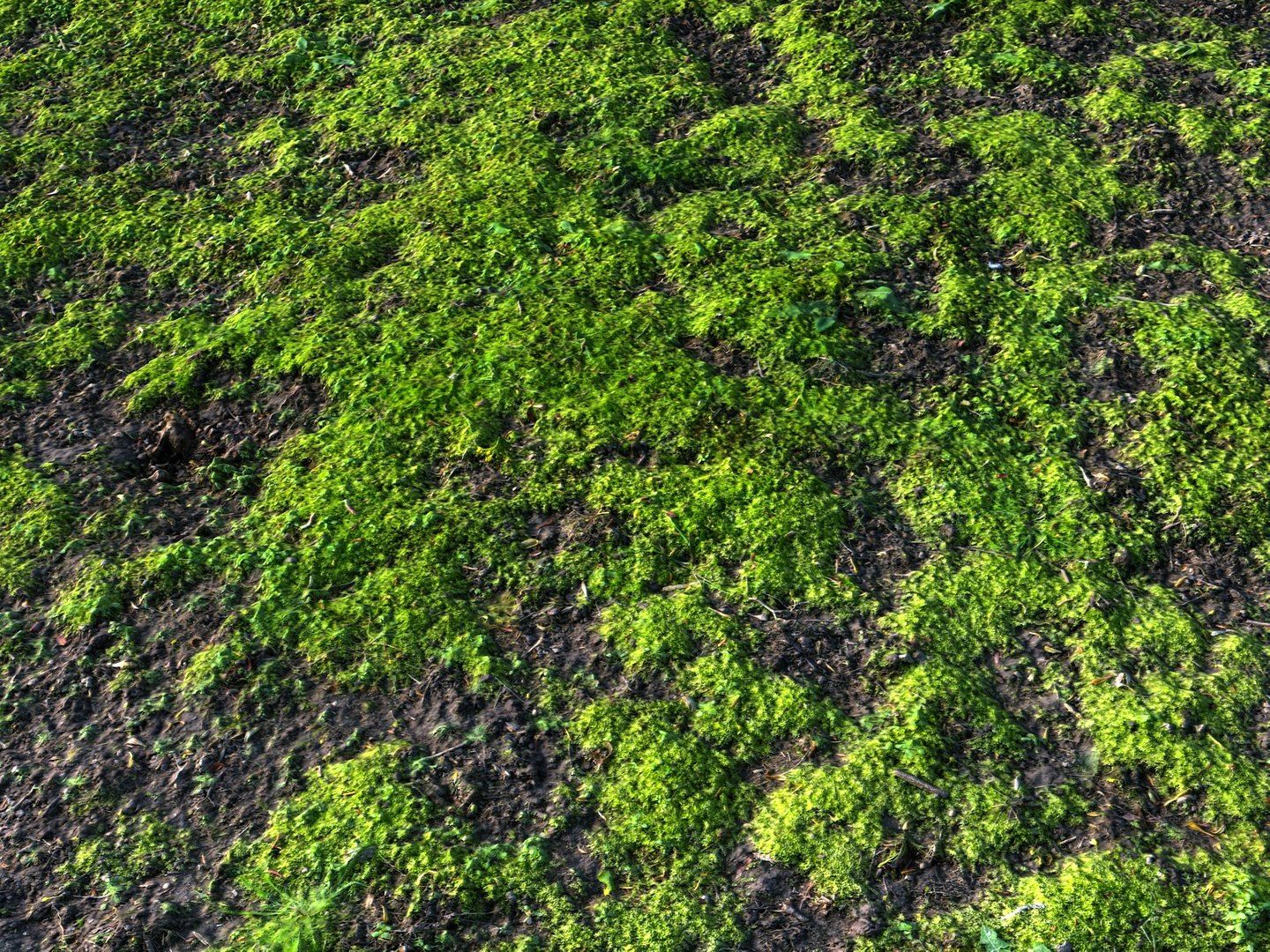 3d Model Forest Ground 16k Hd