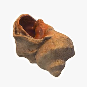 3D seashell rapana model