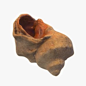 Seashell Small Rapan